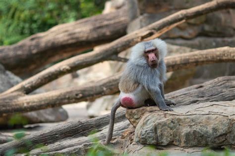 cul de singe rouge|Le singe cul rouge : plongez dans lunivers fascinant de cette。